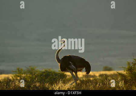 Männliche Strauß zu Fuß gegen die Hintergrundbeleuchtung in Karoo-Nationalpark, Südafrika Stockfoto