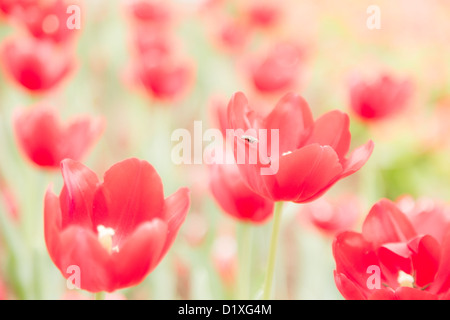 viele rote Tulpe Blume im Garten mit Insekt auf Blatt soft-Fokus Stockfoto