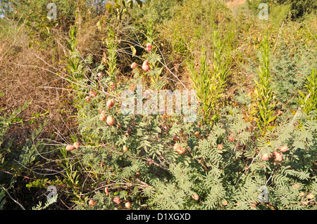 Israel, südlichen Golan-Höhen, Landschaft Stockfoto