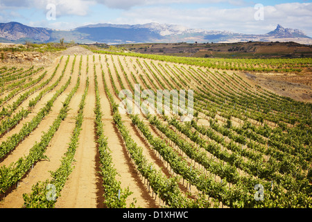 Weinberge. Rioja Alavesa Wein Route. Alava. Baskisches Land. Spanien Stockfoto