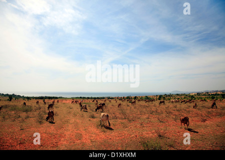 Die vietnamesische Kühe auf einem Feld Stockfoto