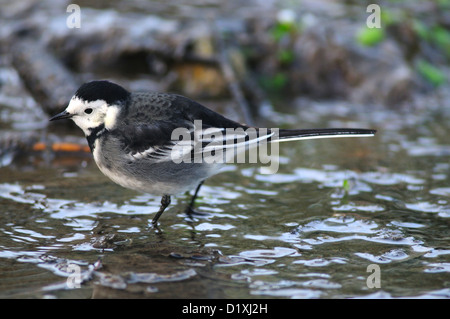 Ein Trauerschnäpper Bachstelze Paddeln im Wasser UK Stockfoto