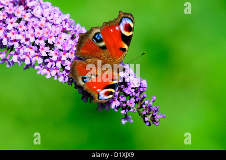 Tagpfauenauge auf Sommerflieder Blumen. Stockfoto