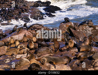 Kolonie von Robben, Arctocephalus percivali aka Brown Pelz Dichtung, Cape Cross, Namibia Stockfoto