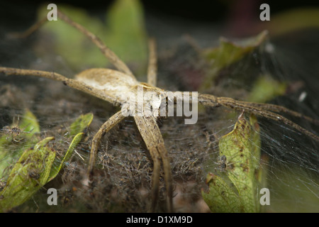 Baumschule Web Spider Bewachung seiner Brut / Pisaura Mirabilis Stockfoto