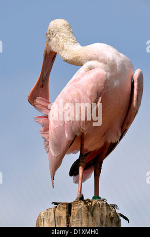 Rosige Löffler (Platalea Ajaja) thront auf Holzpfosten auf blauen Himmelshintergrund Stockfoto