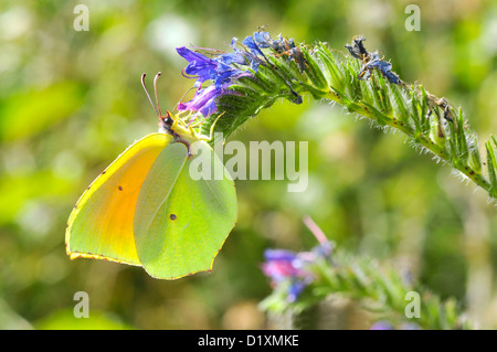 Makroaufnahme einer männlichen Cleopatra Schmetterling (Gonepteryx Cleopatra) Fütterung auf blaue Blume Ansicht des Profils Stockfoto