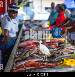 Fischmarkt von Victoria, Mahé, Seychellen Stockfoto