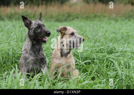 Bouvier des Ardennes - Ardennen-Treibhund zwei Welpen dunkelgrau und Stroh Hund Farbe sitzen Stockfoto