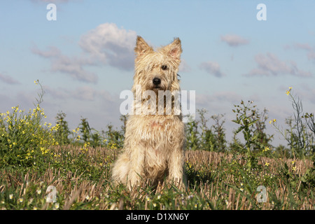 Hund Bouvier des Ardennes - Ardennen Cattle Dog adult Stroh farbige sitzen Stockfoto