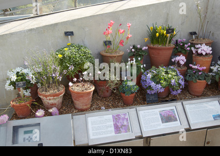 Alpenpflanzen in der Davies Alpine House, Kew Gardens, London, UK Stockfoto