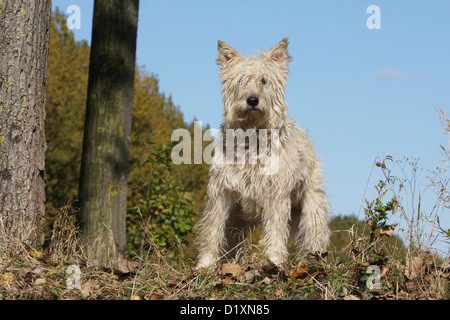 Bouvier des Ardennes - Ardennen Cattle Dog adult Stroh farbige stehend Hund Stockfoto