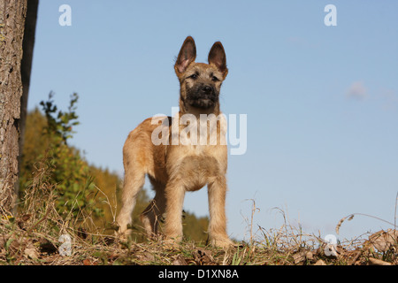 Hund Bouvier des Ardennes - Ardennen Cattle Dog Welpen beige stehend Stockfoto