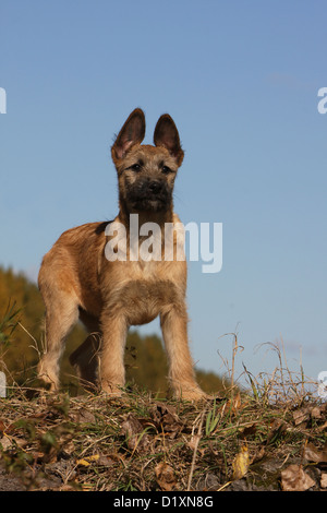 Hund Bouvier des Ardennes - Ardennen Cattle Dog Welpen beige stehend Stockfoto