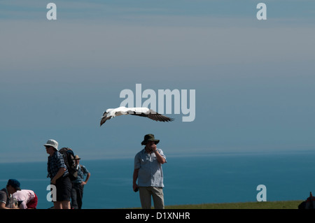 Mehr als 20000 Australasian Tölpel Leben in den Brutkolonien von Cape Kidnappers. Einige von ihnen kollidieren mit Touristen fast Stockfoto