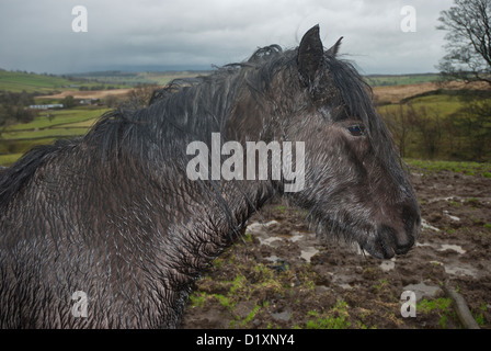 Porträt von Heltondale Fell Pony, Lake District, Cumbria Stockfoto