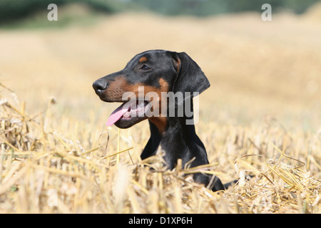 Dobermann mit Hund (natürlichen Ohren / natürliche Rute) Black And Tan Welpen liegen in einem Feld Stockfoto