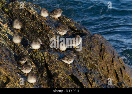 Lila Strandläufer Calidris Maritima, Shetland, Scotland, UK Stockfoto