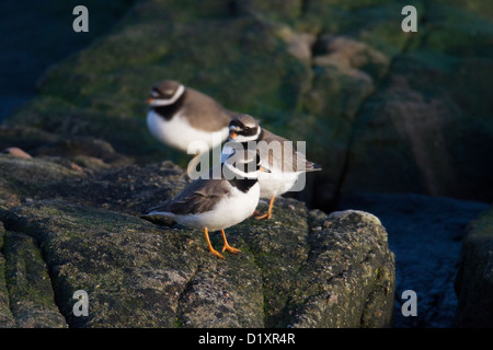 Flussregenpfeifer Regenpfeifer (aka größer oder gemeinsame Flussregenpfeifer Regenpfeifer) Charadrius Hiaticula, Shetland, Scotland, UK Stockfoto