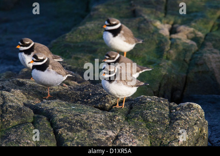 Flussregenpfeifer Regenpfeifer (aka größer oder gemeinsame Flussregenpfeifer Regenpfeifer) Charadrius Hiaticula, Shetland, Scotland, UK Stockfoto