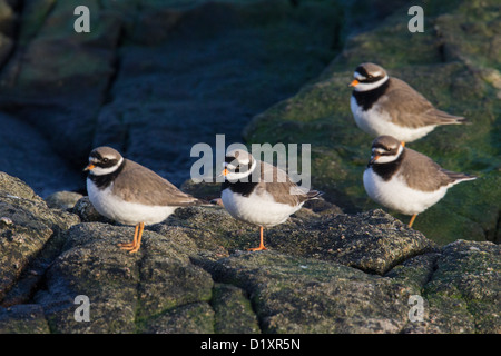 Flussregenpfeifer Regenpfeifer (aka größer oder gemeinsame Flussregenpfeifer Regenpfeifer) Charadrius Hiaticula, Shetland, Scotland, UK Stockfoto