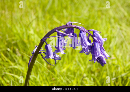 Nahaufnahme von der gemeinsamen Bluebell, Hyacinthoides non-scripta Stockfoto