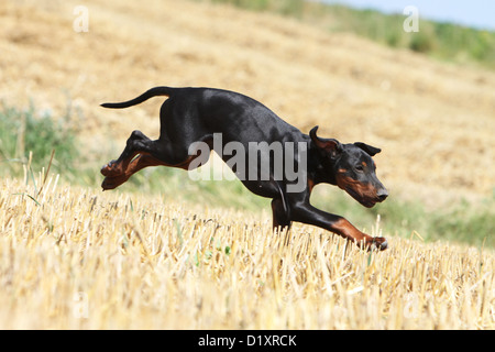 Hund Dobermann / Dobermann (natürlichen Ohren) Erwachsenen ausgeführt Stockfoto