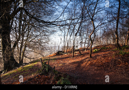 Woodland in Surrey Hills bei Sonnenaufgang Stockfoto