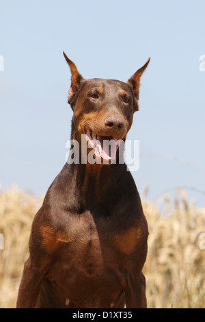 Dobermann Hunde / adult Porträt Dobermann (Ohren abgeschnitten) Stockfoto