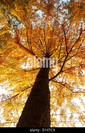 Lookup Blick auf Dawn Redwood-Baum-Stamm und Zweige während der Herbstsaison mit helle goldgelbe Farbe. Stockfoto