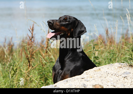 Hund Dobermann / Dobermann (natürlichen Ohren) Erwachsenen Porträt Profil Stockfoto