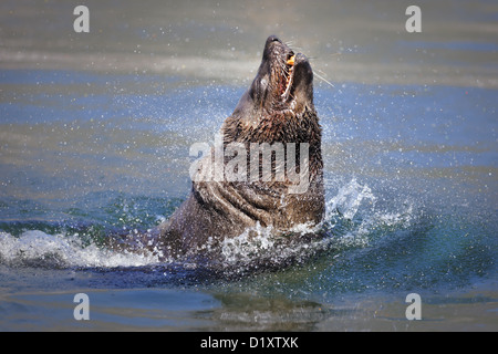 Braun (Kap) Seebär platzt aus dem Wasser (Arctocephalus percivali) Stockfoto