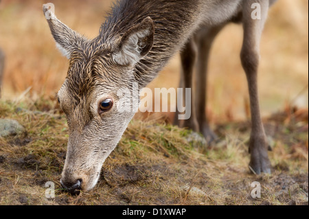 eine Nahaufnahme Portrait eines jungen Rothirsch Hinterbeine Cervus Elaphus Fütterung in den schottischen Bergen Stockfoto