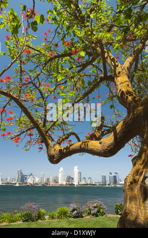 SKYLINE DER INNENSTADT HAFEN SEITE STADT VOM BAY VIEW PARK SAN DIEGO KALIFORNIEN USA Stockfoto