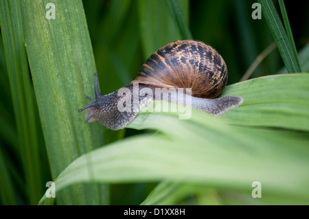 HELIX ASPERSA Stockfoto