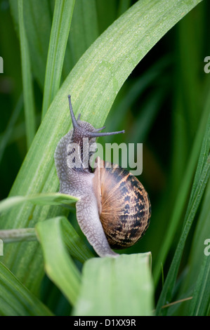 HELIX ASPERSA Stockfoto