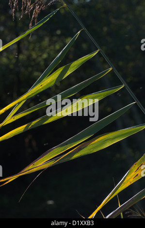 Schilfpflanzen auf Fluss und Kanal, Herbst, Seite beleuchtet, halb schließen sich abstrakt Stockfoto