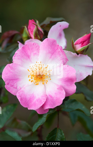 ROSA ROSA KISSEN Stockfoto