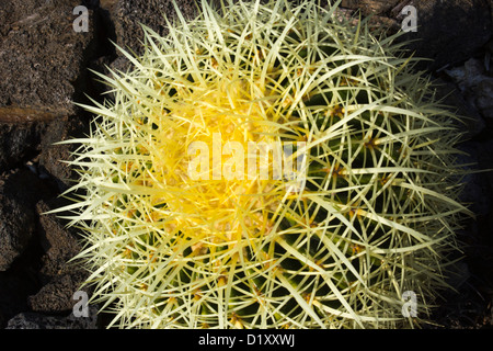 Nahaufnahme von Golden Barrel Cactus in Hawaii Stockfoto