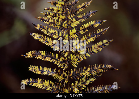 Nahaufnahme von Farn, Bracken Wedel, Herbstfärbung (Pteridium Aquilinum) eines der häufigsten Arten von Farn. Stockfoto