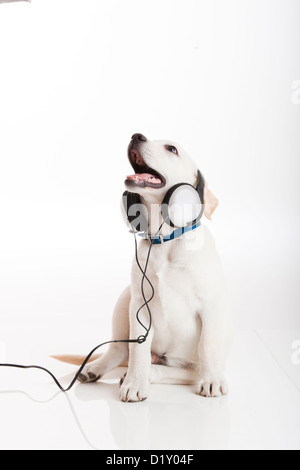 Schöne Labrador Retriever mit einem Stethoskop an seinem Hals, isoliert auf weiss Stockfoto