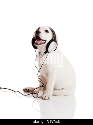 Schöne Labrador Retriever mit einem Stethoskop an seinem Hals, isoliert auf weiss Stockfoto