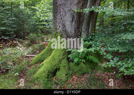 Gemeinsamen Buche Baumstamm (Fagus Sylvatica) im Laubwald im Sommer Stockfoto