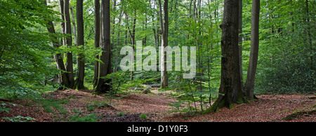 Gemeinsamen Buche-Baum-Stämme (Fagus Sylvatica) im Laubwald im Sommer Stockfoto