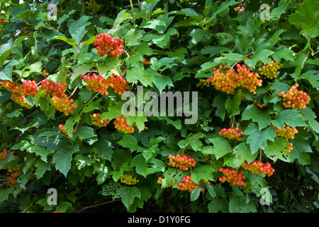 Rote Beeren und Blätter der Guelder Rose (Viburnum Opulus) im Sommer Stockfoto