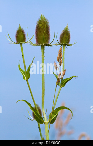 Fuller's Karde / wilde Karde (Dipsacus Fullonum / Dipsacus Sylvestris) Großaufnahme Stockfoto