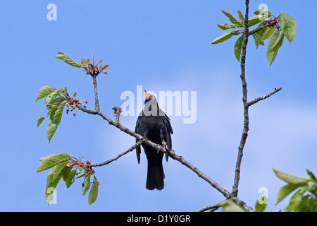 Gemeinsames Amsel (Turdus Merula) männlichen singen vom Baum im Frühling Stockfoto