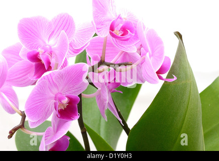 Makroaufnahme von rosa Orchidee (Phalaenopsis) auf dem weißen Hintergrund. Stockfoto