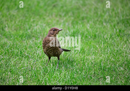 Juvenile Amsel (Turdus Merula) auf Futtersuche auf Rasen im Garten Stockfoto