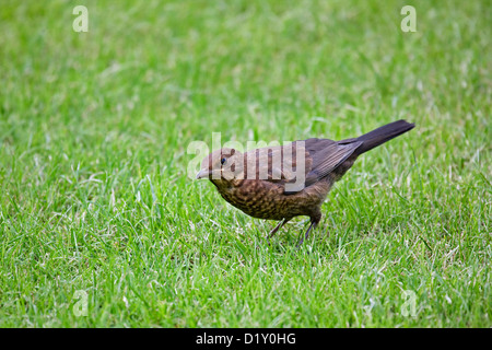Juvenile Amsel (Turdus Merula) auf Futtersuche auf Rasen im Garten Stockfoto